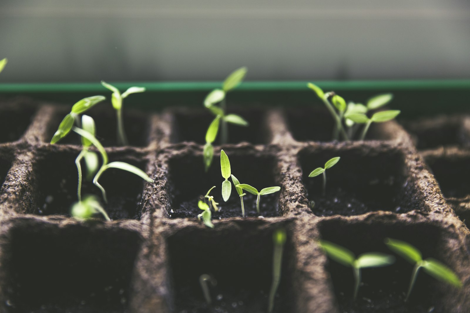 Seedlings sprouting in a greenhouse tray