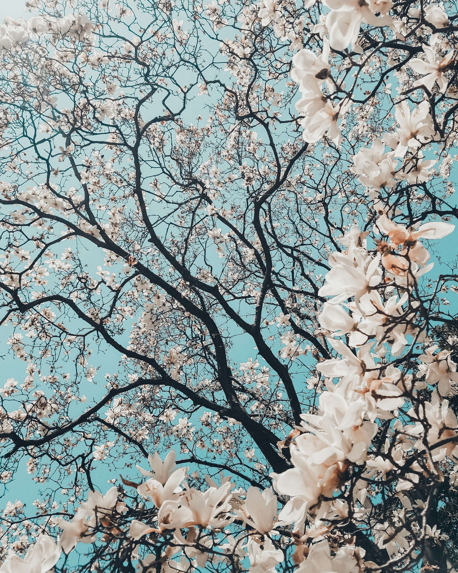 Blossom branches against a soft spring sky