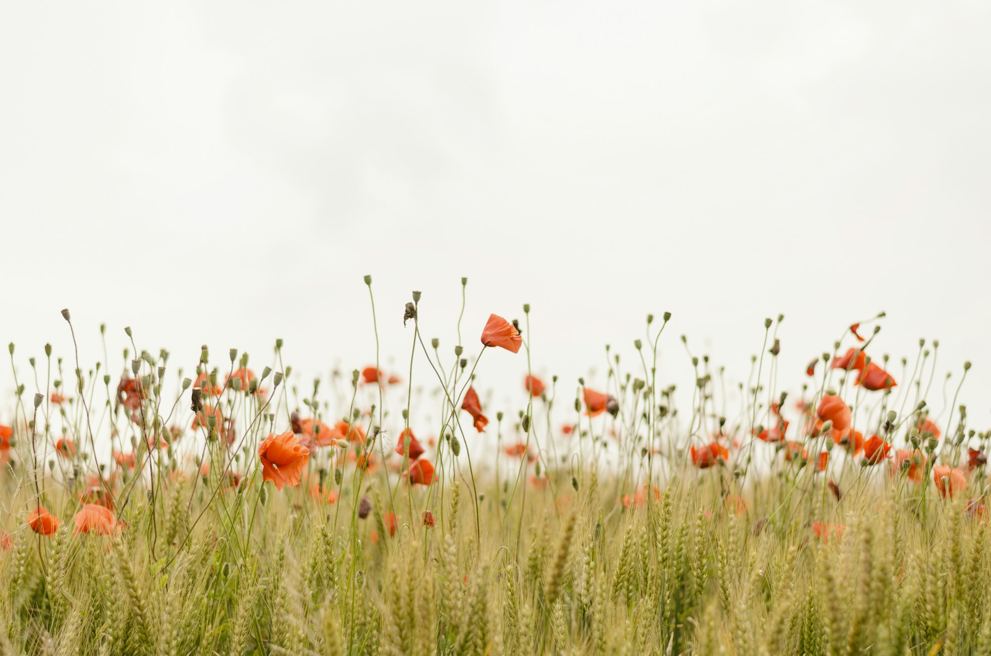 Wild poppies in a muted California meadow
