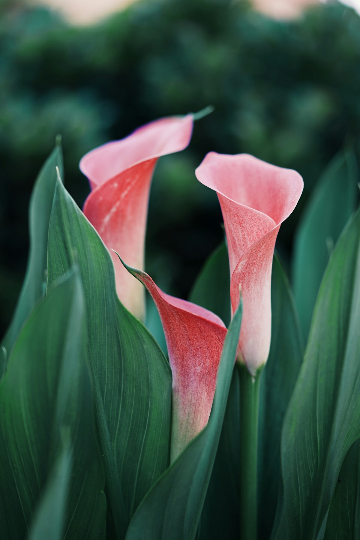 Calla Noir — Blush Calla Lily, Monstera Leaf