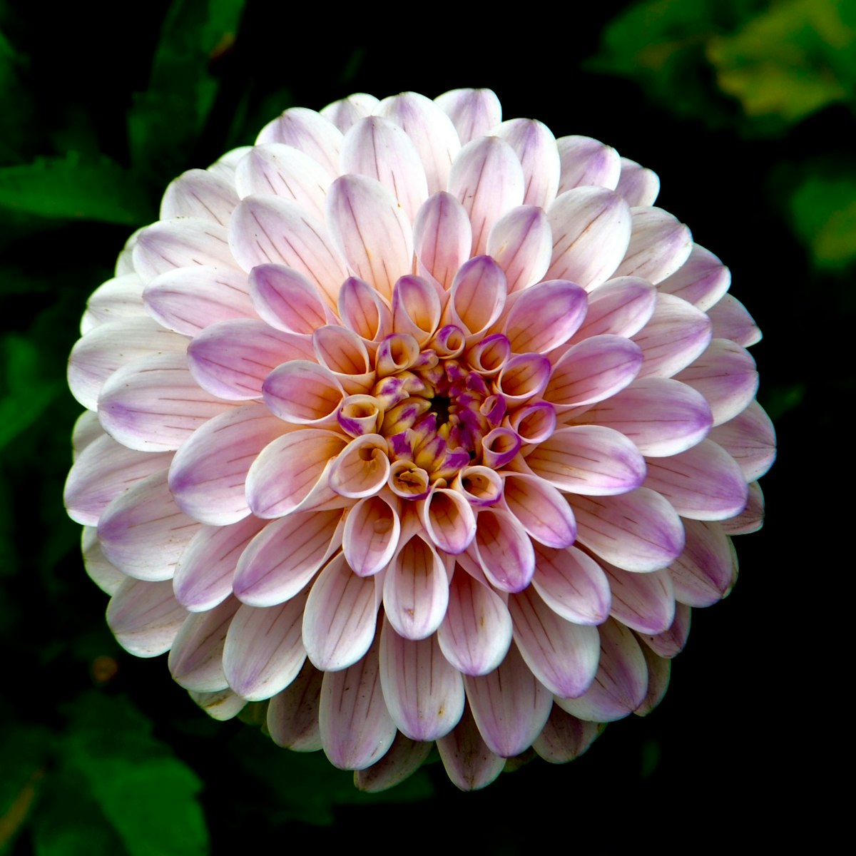 Dahlia Study — Café au Lait Dahlia, Velvet Foliage