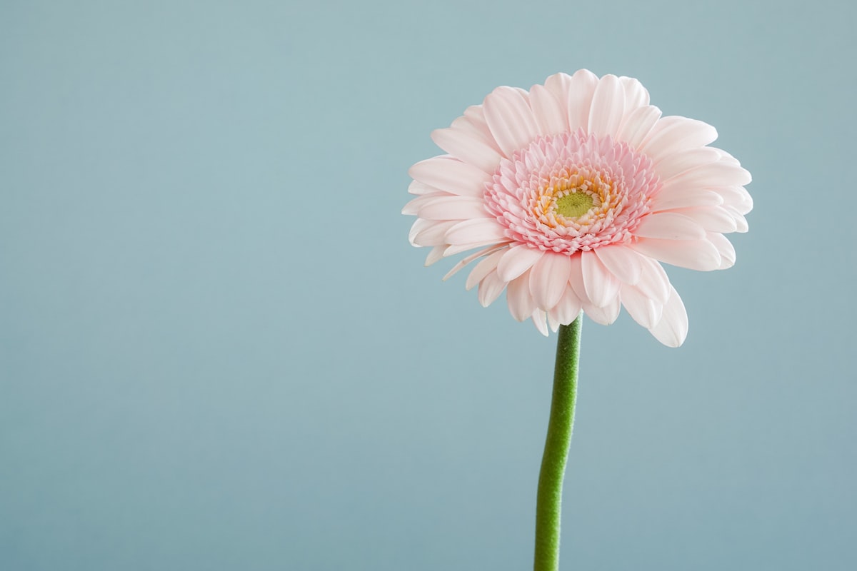 First Light — Blush Gerbera, Limonium