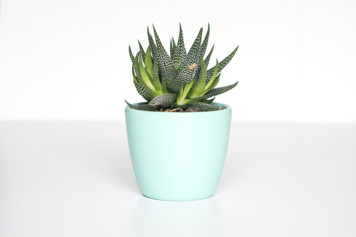 Little Haworthia — Haworthia, Glazed Mini Pot