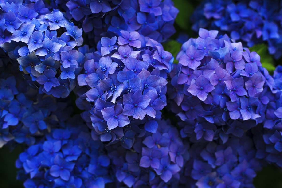 Bluestone — Blue Hydrangea, Seeded Eucalyptus