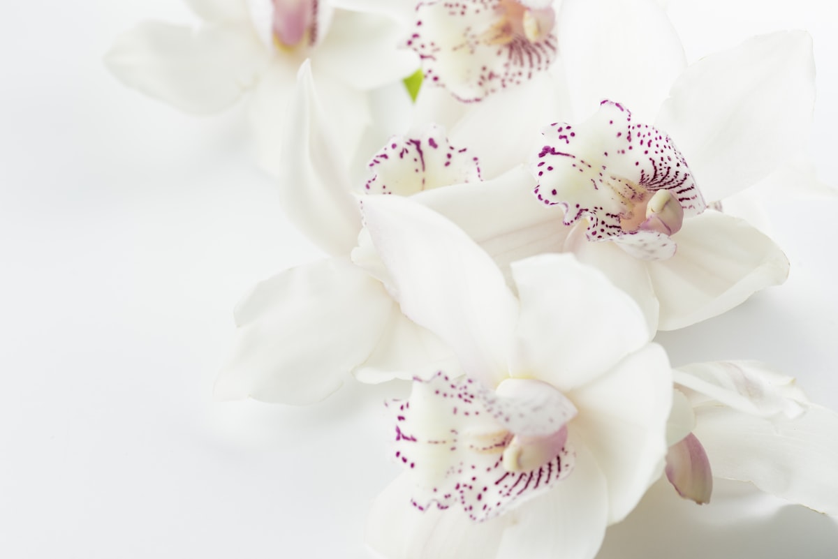 White Orchid — Phalaenopsis Orchid, Ceramic Vessel, Preserved Moss
