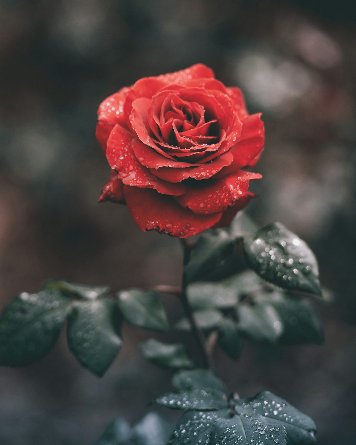 After Dark — Crimson Rose, Black Baccara, Fern
