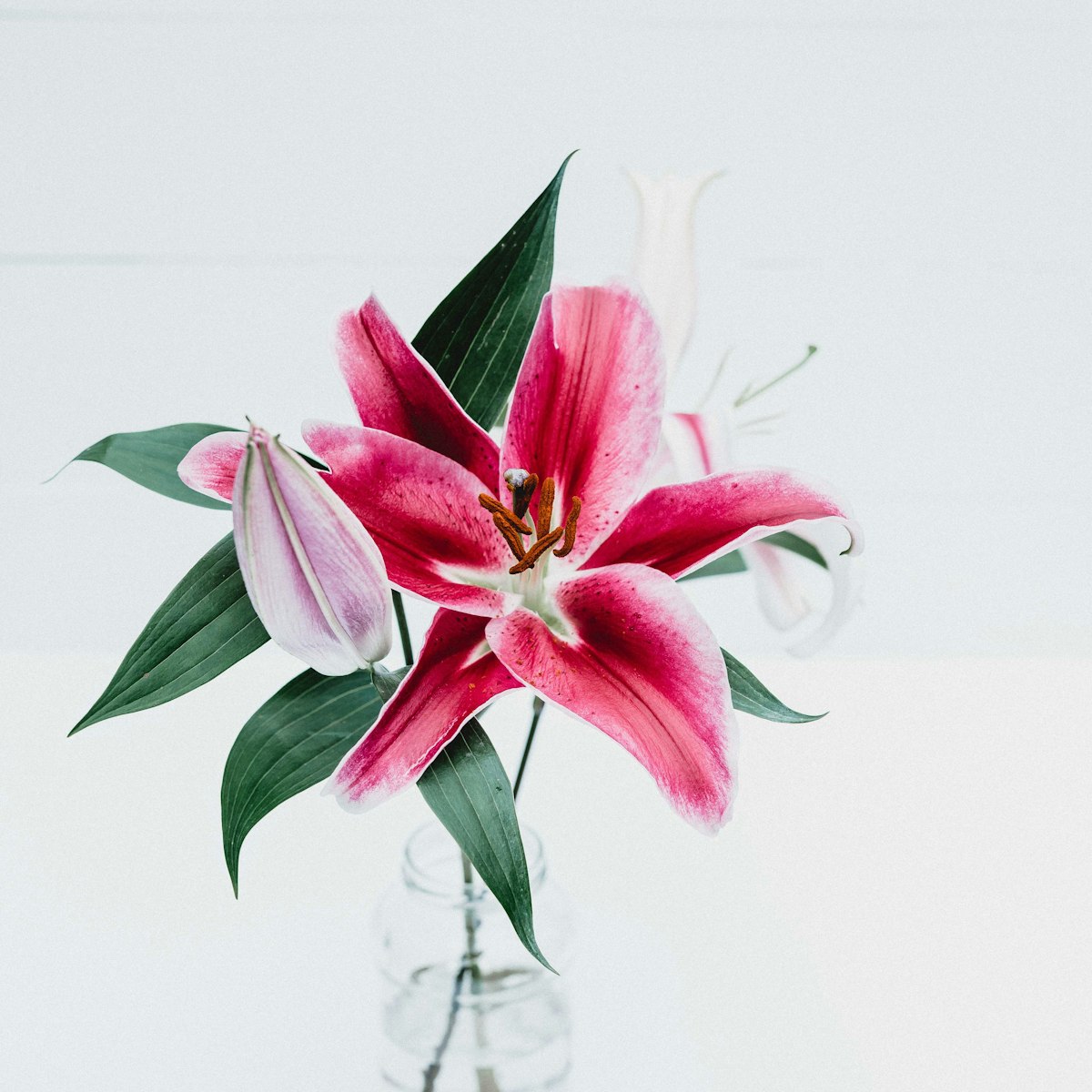 Stargazer Study — Stargazer Lily, Ruscus, Bear Grass