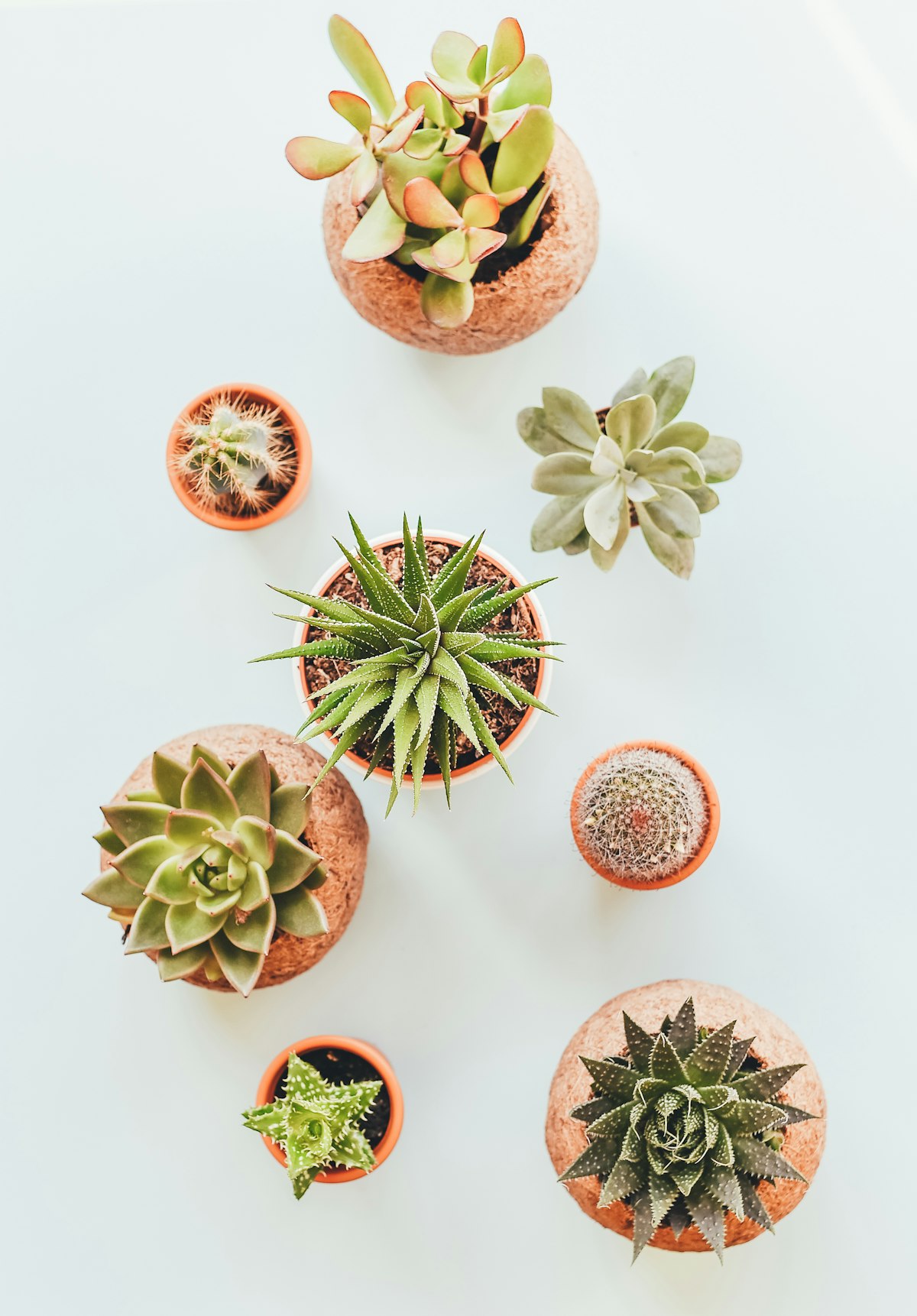 Desert Trio — Echeveria, Sedum, Terracotta Pots
