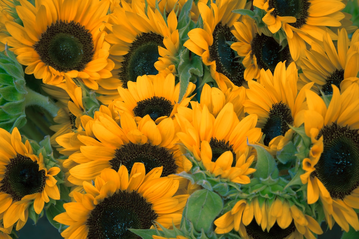 Golden Hour — Sunflower, Solidago, Wheat Grass