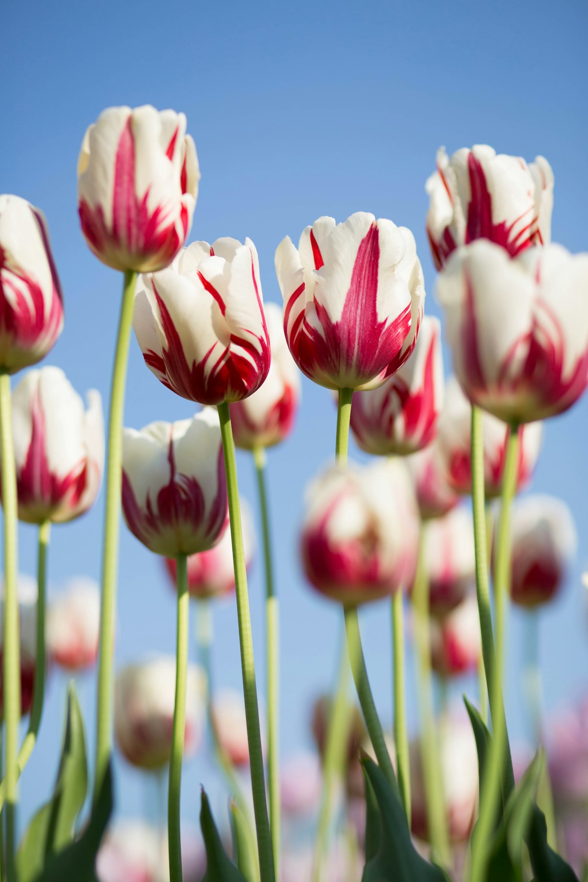 Candy Stripe — Striped Tulip, Parrot Tulip, Salal