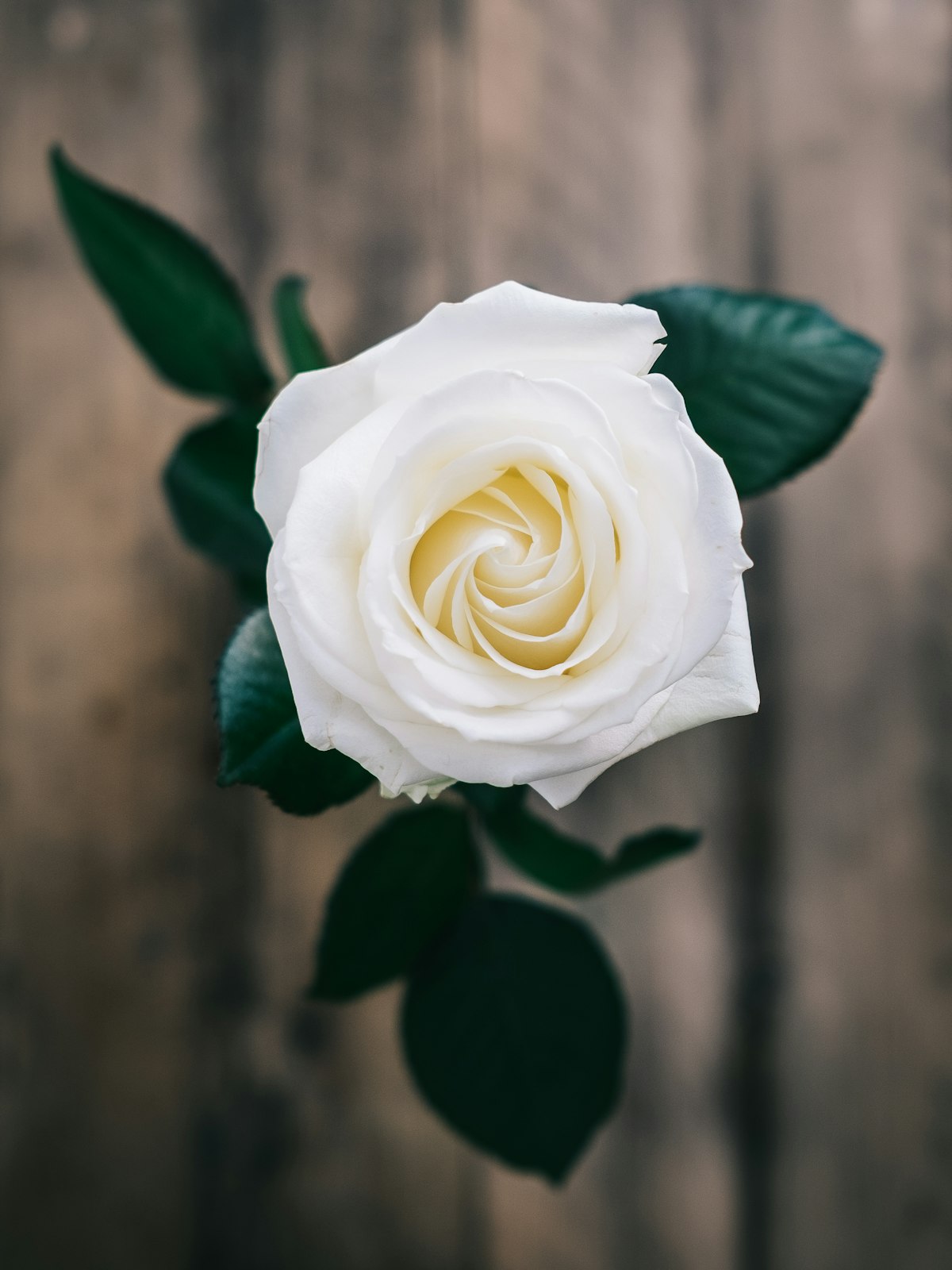 Quiet Hours — White Rose, Dusty Miller, Silver Eucalyptus